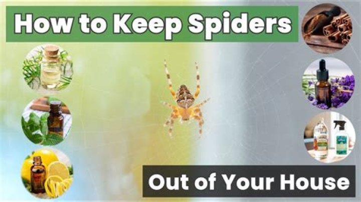 How to Gently Move a Rain Spider Out of Your Home